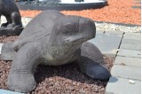 Zoom sur tête de tortue de jardin