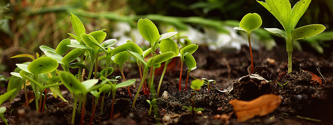 plantes qui poussent