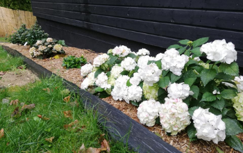bordure jardin ardoise